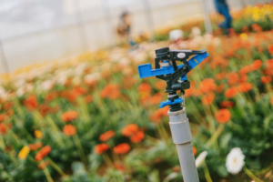 Sprinkler Backflow
